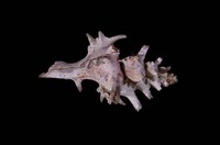 藏品(白菊骨螺)的圖片